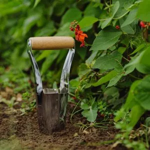 Stainless Steel Bulb Planter in soil