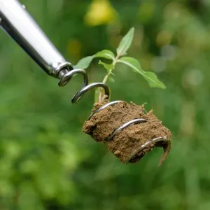 kent & stowe stainless steel long handled corkscrew weeder in use