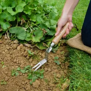kent & stowe stainless steel daisy grubber weeding tool in use