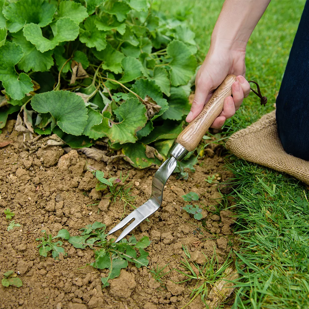 kent & stowe stainless steel daisy grubber in use