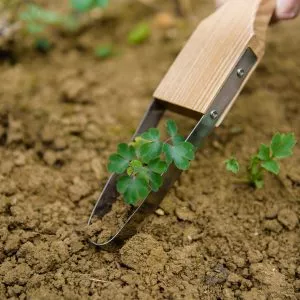 Kent & Stowe Stainless Steel Hand Loop Weeder in soil