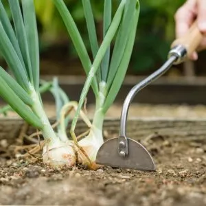 kent & stowe stainless steel hand onion hoe in use