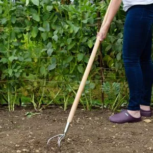 Kent & stowe stainless steel 3 prong cultivator in use