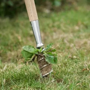 kent & stowe stainless steel long handled corkscrew weeder in use