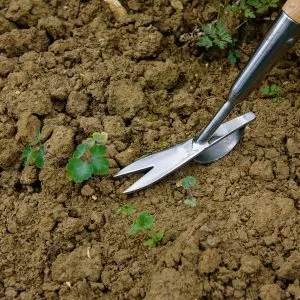 Kent & Stowe Stainless Steel Long Handled Daisy Weeder close up in soil