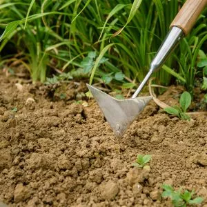 Kent & Stowe Stainless Steel Long Handled Multi Weeder in soil