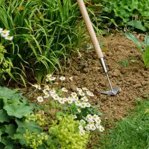 Kent & Stowe Stainless Steel Long Handled Multi Weeder in soil