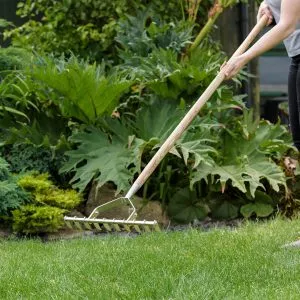 Kent & stowe stainless steel scarifying rake in use lawn