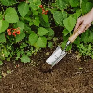 kent & stowe stainless steel transplanting trowel in use