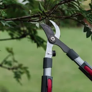 Kent & Stowe Telescopic Bypass Loppers in use