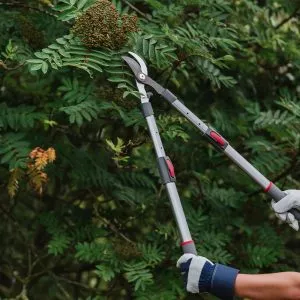 Kent & Stowe Telescopic Bypass Loppers in use