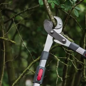 Kent & Stowe Telescopic Geared Anvil Loppers in use