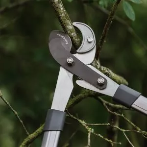 Kent & Stowe Telescopic Geared Anvil Loppers in use