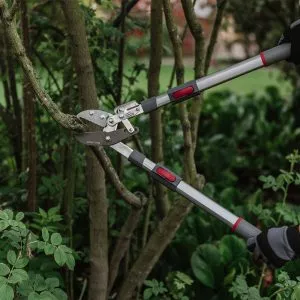 Kent & Stowe Telescopic Ratchet Anvil Loppers in use