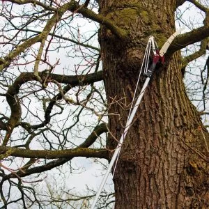 Kent & Stowe Telescopic Tree Lopper 3m in use