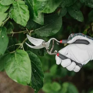 Kent & Stowe Traditional Bypass Secateurs in use