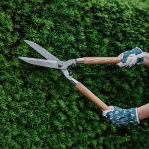 kent & stowe Wooden Handled Hedge Shears in use