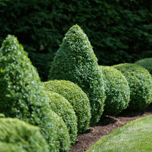 kent & stowe pyramid topiary frame lifestyle