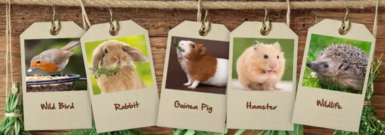 Natures feast hamster food cheap