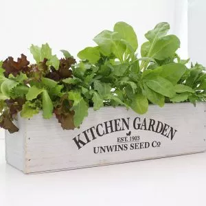 homegrown salad kitchen kit lifestyle