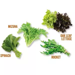 homegrown salad kitchen kit diagram
