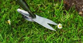 long handled daisy weeder