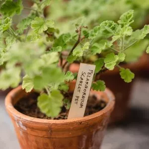 wooden plant labels gardman lifestyle