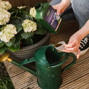 Specialist-Hydrangea-Food being poured into watering can