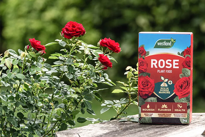 how to care for roses: rose plant food