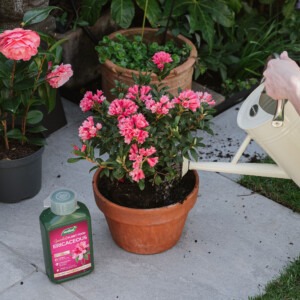 westland ericaceous plant feed next to plant being watered