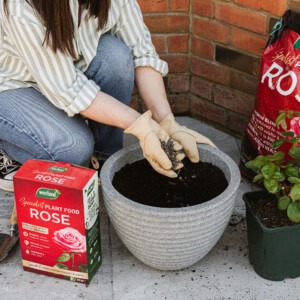 rose specialist granules being applied into pot of soil