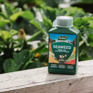 Specialist Seaweed Liquid 1L lifestyle