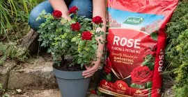 rose compost