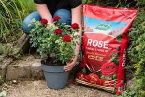 rose compost
