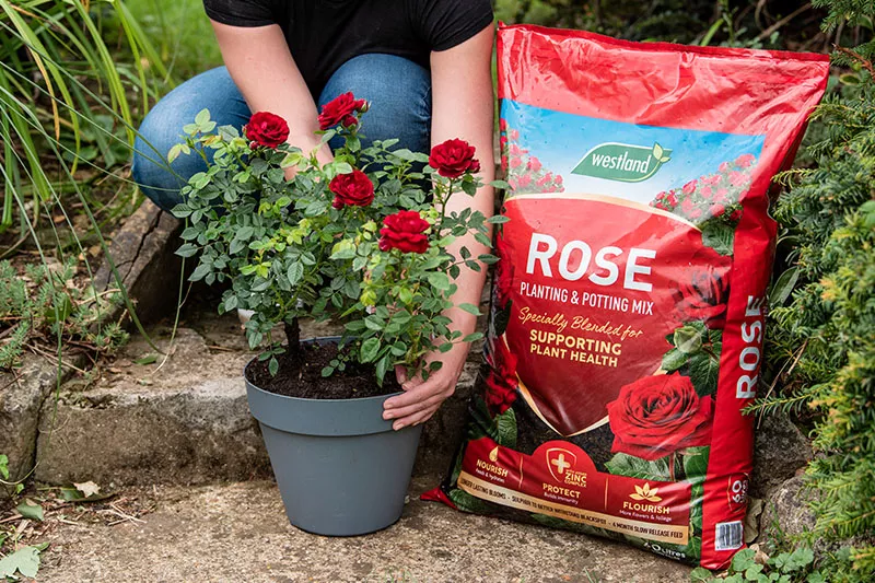 Rose, Care tips for roses, Rose meaning