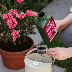 westland ericaceous plant feed being added to watering can next to plant
