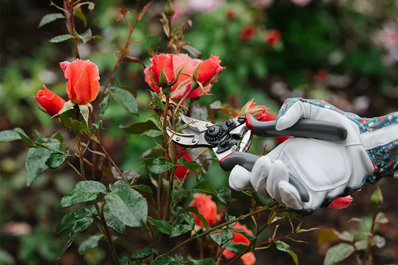 how to care for roses: a hand pruning rose bush