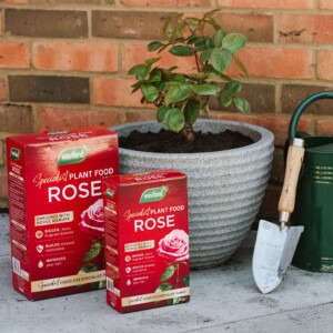 rose specialist granules both sizes next to rose in plant pot