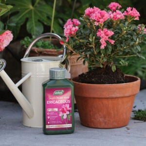 westland ericaceous plant feed next to plant and watering can