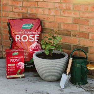 rose specialist planting mix and granules next to rose plant in pot