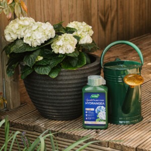 Specialist-Hydrangea-next to hydrangea and watering can
