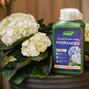 Specialist-Hydrangea-next to hydrangea