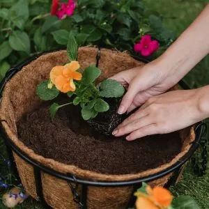 container and basket compost