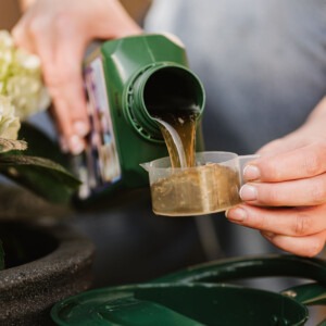 Specialist-Hydrangea-Food being poured into watering can