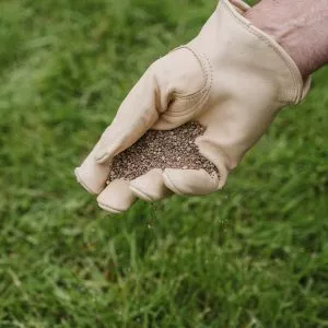 spreading lawn seed