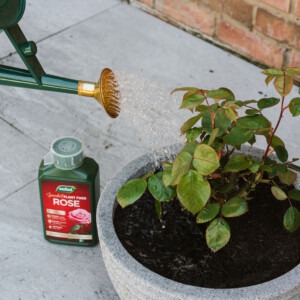 rose liquid plant feed being used in watering can