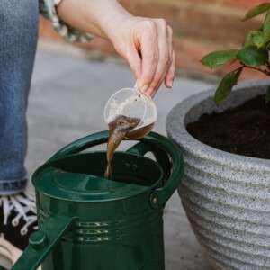 rose liquid plant feed being poured into watering can