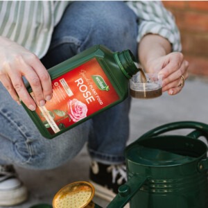 rose liquid plant feed being poured into watering can