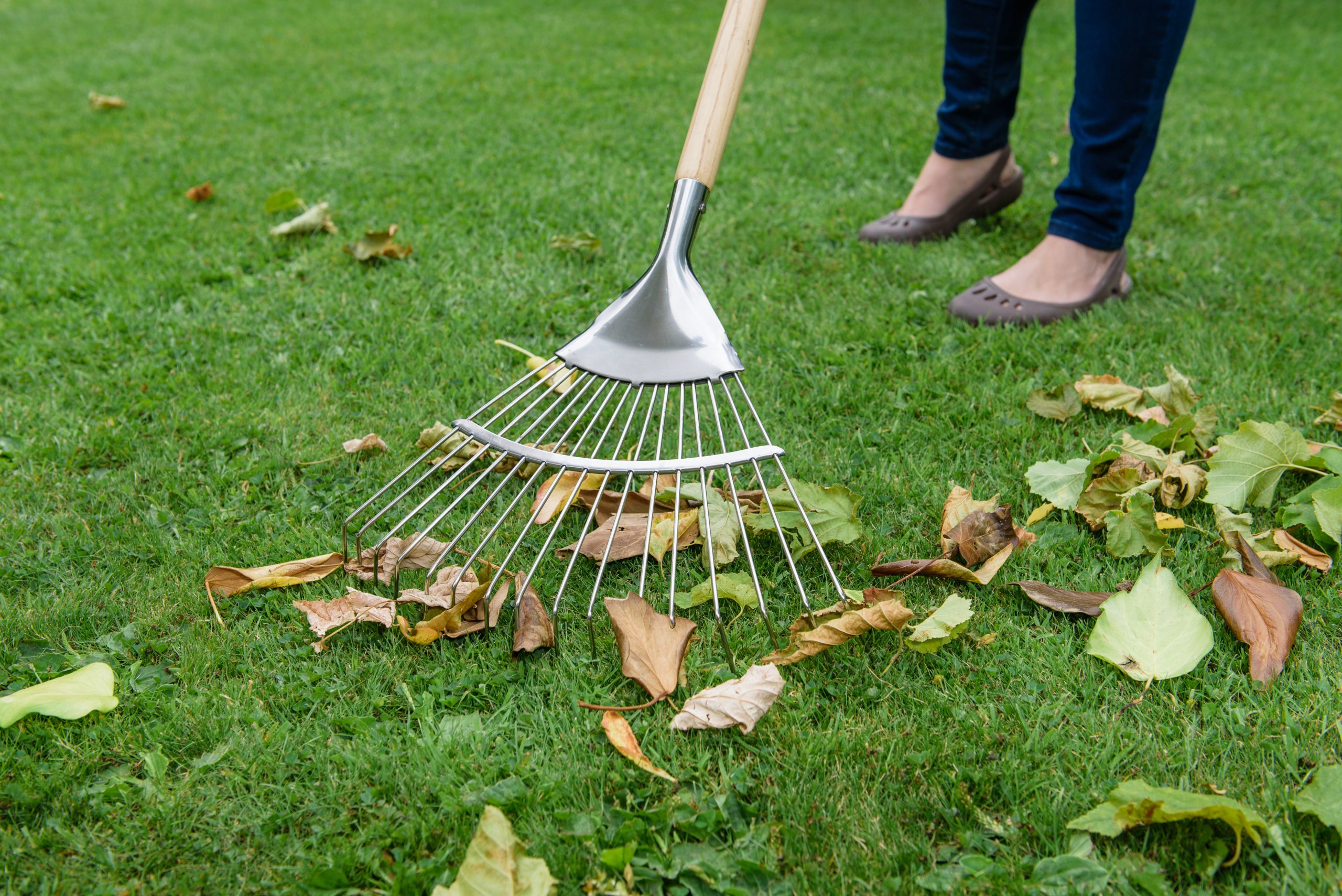 kent & stowe lawn rake in use - Jobs to do in Autumn