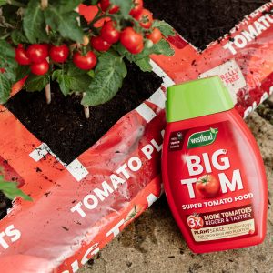 big tom tomato planter and tomato food